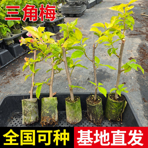 重瓣三角梅盆栽大苗勤花老桩室内外爬藤植物红梅花卉四季开花好养 - 图0