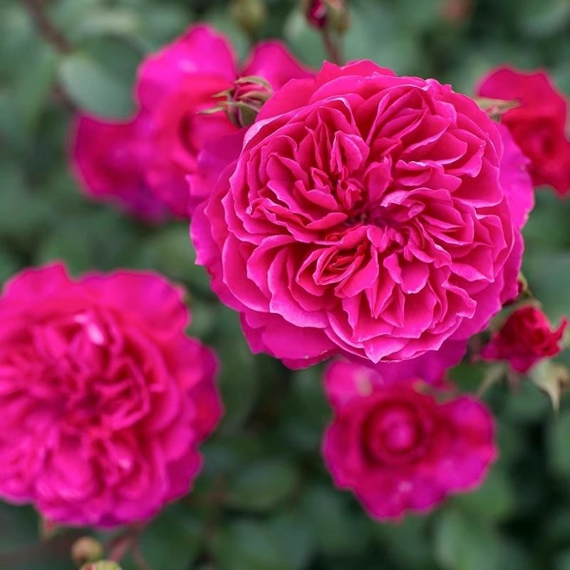 爱弗的玫瑰月季藤本爬藤花苗大花浓香盆栽庭院欧月盆栽花卉爬藤花,淘宝优惠券,粉丝福利购,淘宝优惠卷