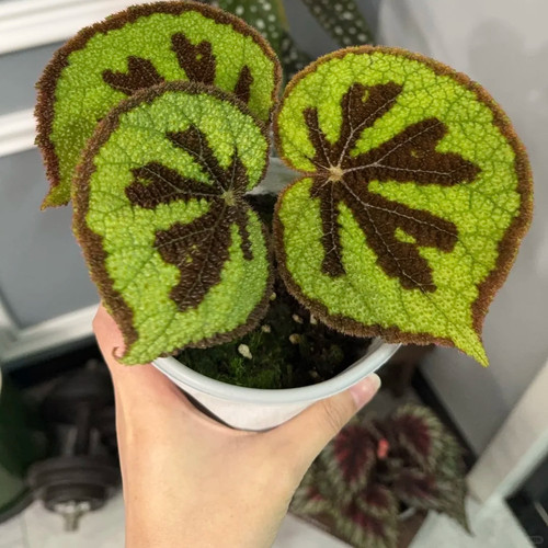 美纹 秋海棠网红ins风绿植盆栽室内阳台花卉进口观赏植物好养耐阴 - 图0