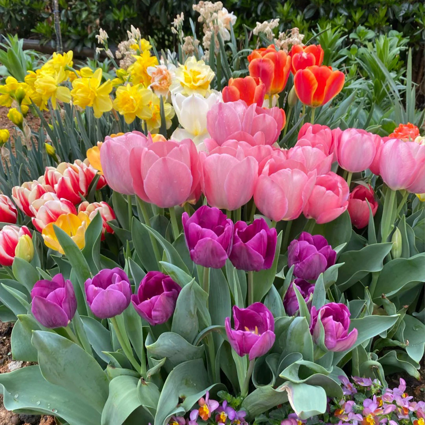 进口郁金香5颗大种球四季种植开花阳台耐寒土水培盆栽风信子花卉,淘宝优惠券,粉丝福利购,淘宝优惠卷