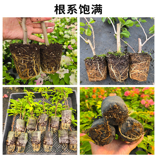 多色三角梅带花发货盆栽苗爬藤庭院三角梅花苗四季勤花老桩苗大苗 - 图2