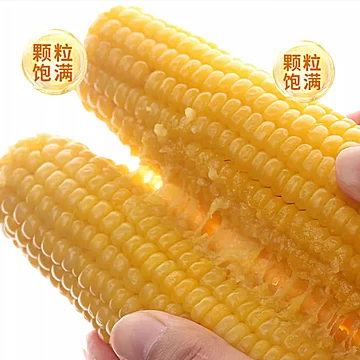 【福优优】甜糯黄玉250g*8支[21元优惠券]-寻折猪