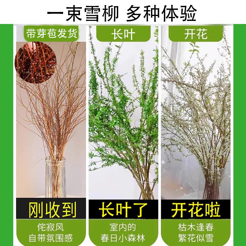 雪柳鲜枝带花苞干枝支水养插花水培绿植物鲜花卉室内盆栽龙柳好活,淘宝优惠券,粉丝福利购,淘宝优惠卷