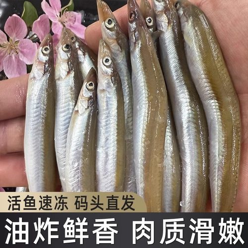 面条鱼鲜活冷冻海鱼沙丁鱼小银鱼小青鱼玉筋鱼泥鳅鱼海鲜水产批发 - 图0