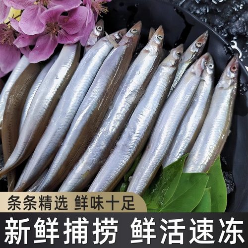 面条鱼鲜活冷冻海鱼沙丁鱼小银鱼小青鱼玉筋鱼泥鳅鱼海鲜水产批发 - 图1