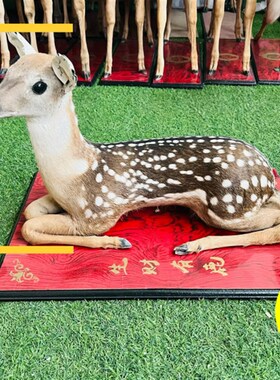 梅花鹿标本吉林梅花鹿模型真皮毛真鹿角鹿头挂件鹿头挂壁招财摆件
