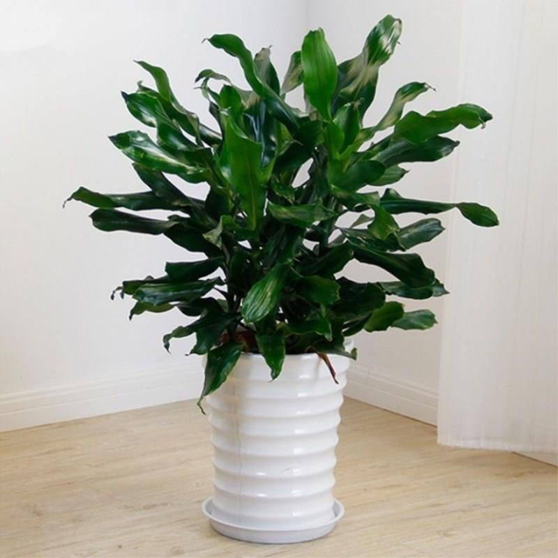 巴西铁树螺纹铁植物客厅室内阳台绿植装饰品发财树四季常青好盆栽,淘宝优惠券,粉丝福利购,淘宝优惠卷