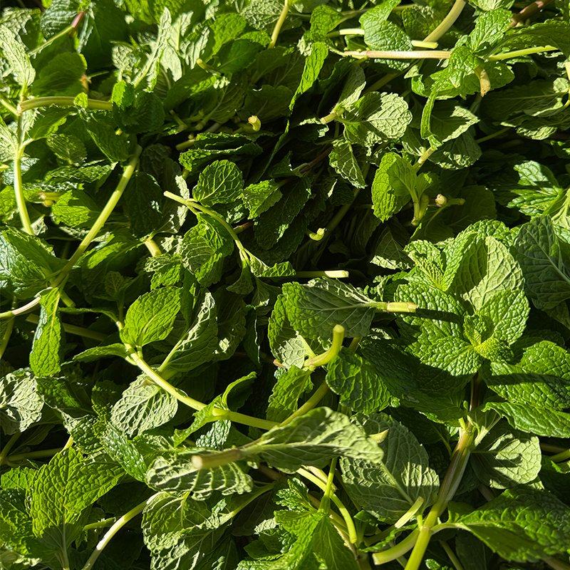 【顺丰包邮】云南基地新鲜蔬菜可食用薄荷羊肉米线专用留兰香批发,淘宝优惠券,粉丝福利购,淘宝优惠卷