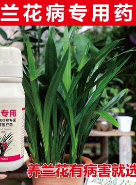 【兰花病全治】兰花病清兰花专用药叶斑病白粉病黑斑病干尖专用药