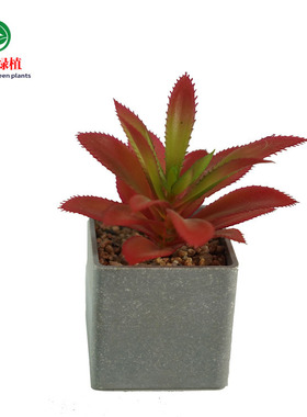 仿真迷你多肉植物 仿真蕉叶小花头盆栽插花配件 DIY植物墙装饰花