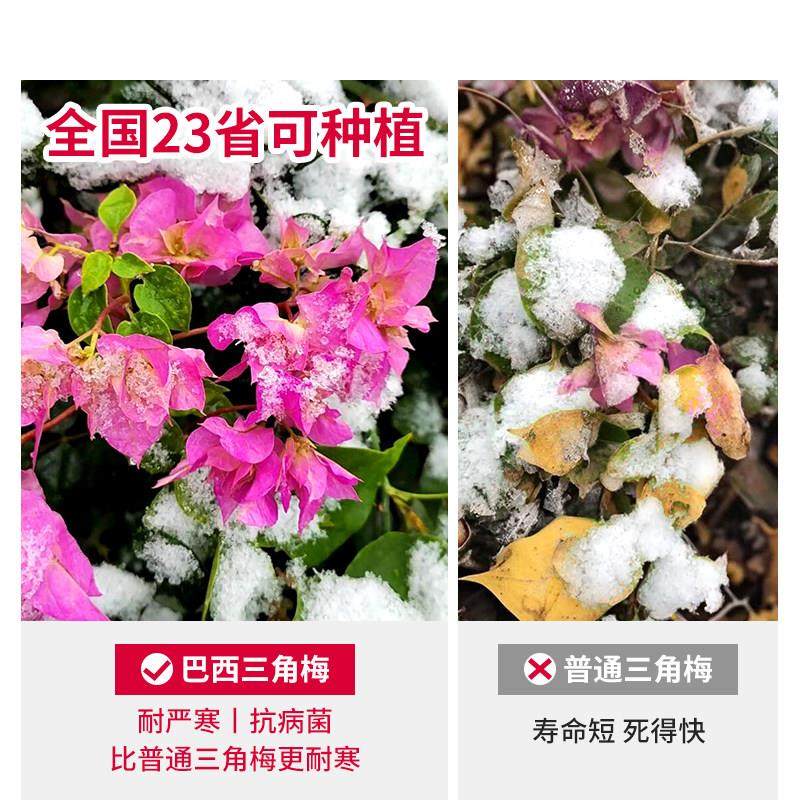 巴西三角梅爬藤四季开 花大苗带花苞发货重瓣盆栽庭院花卉植物易,淘宝优惠券,粉丝福利购,淘宝优惠卷