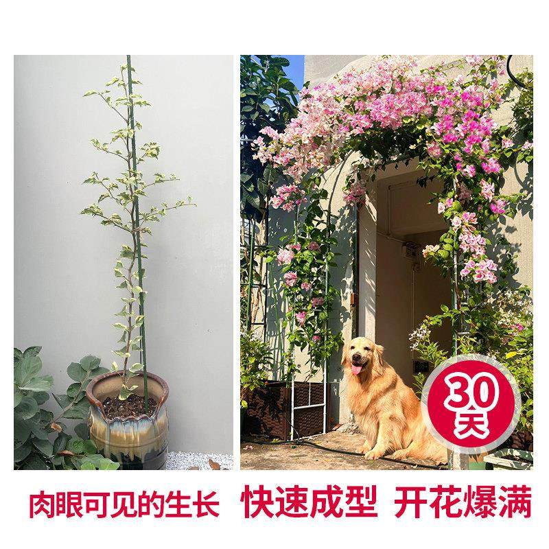 巴西三角梅爬藤四季开 花大苗带花苞发货重瓣盆栽庭院花卉植物易,淘宝优惠券,粉丝福利购,淘宝优惠卷