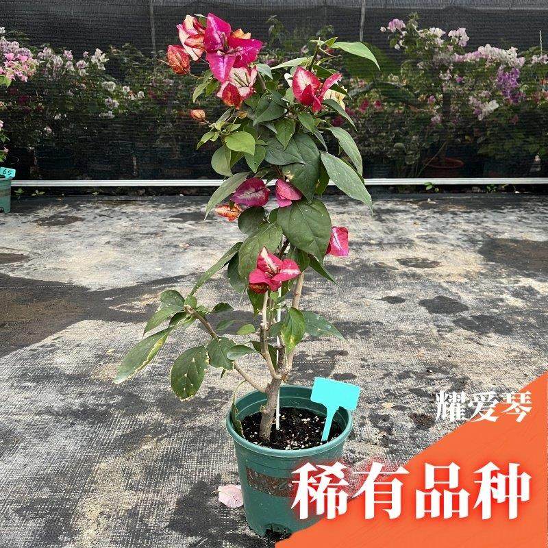 三角梅带花盆栽绿樱爬藤重瓣老桩四季开花大苗红樱安格斯庭院植物,淘宝优惠券,粉丝福利购,淘宝优惠卷