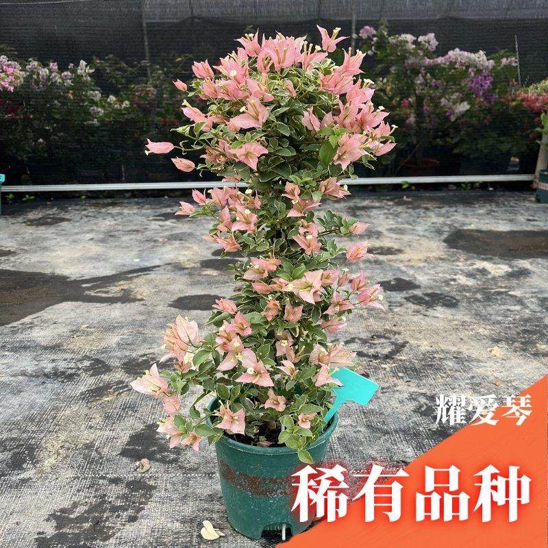 三角梅带花盆栽绿樱爬藤重瓣老桩四季开花大苗红樱安格斯庭院植物,淘宝优惠券,粉丝福利购,淘宝优惠卷