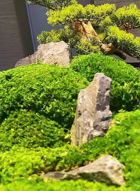 圆桌转盘中间摆件餐桌摆花永生苔藓装饰高端轻奢餐厅酒店桌花绿植