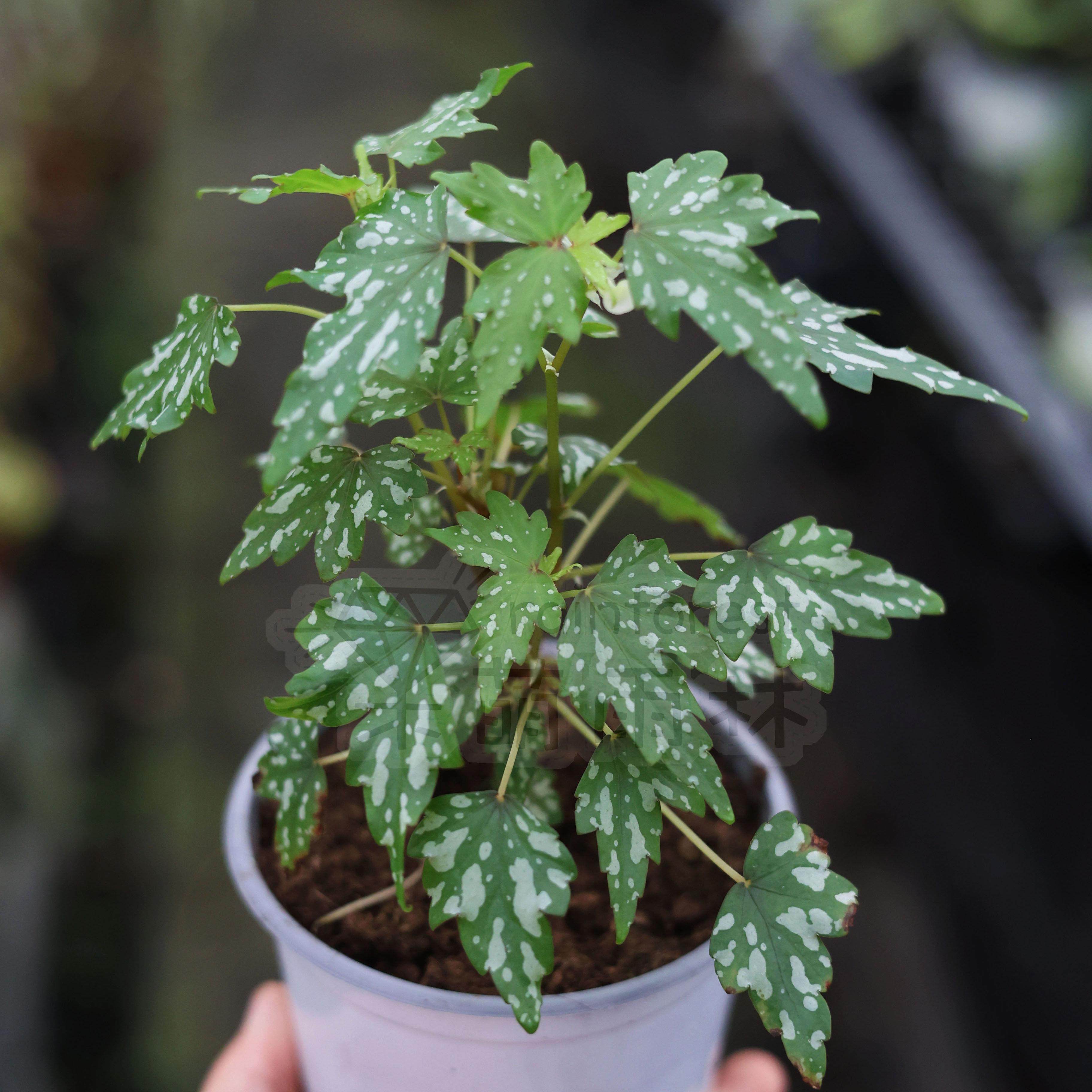 手鼓秋海棠合集双子座开普敦爱丽丝齿瓣邓恩金枫彩虹星点大王网红,淘宝优惠券,粉丝福利购,淘宝优惠卷