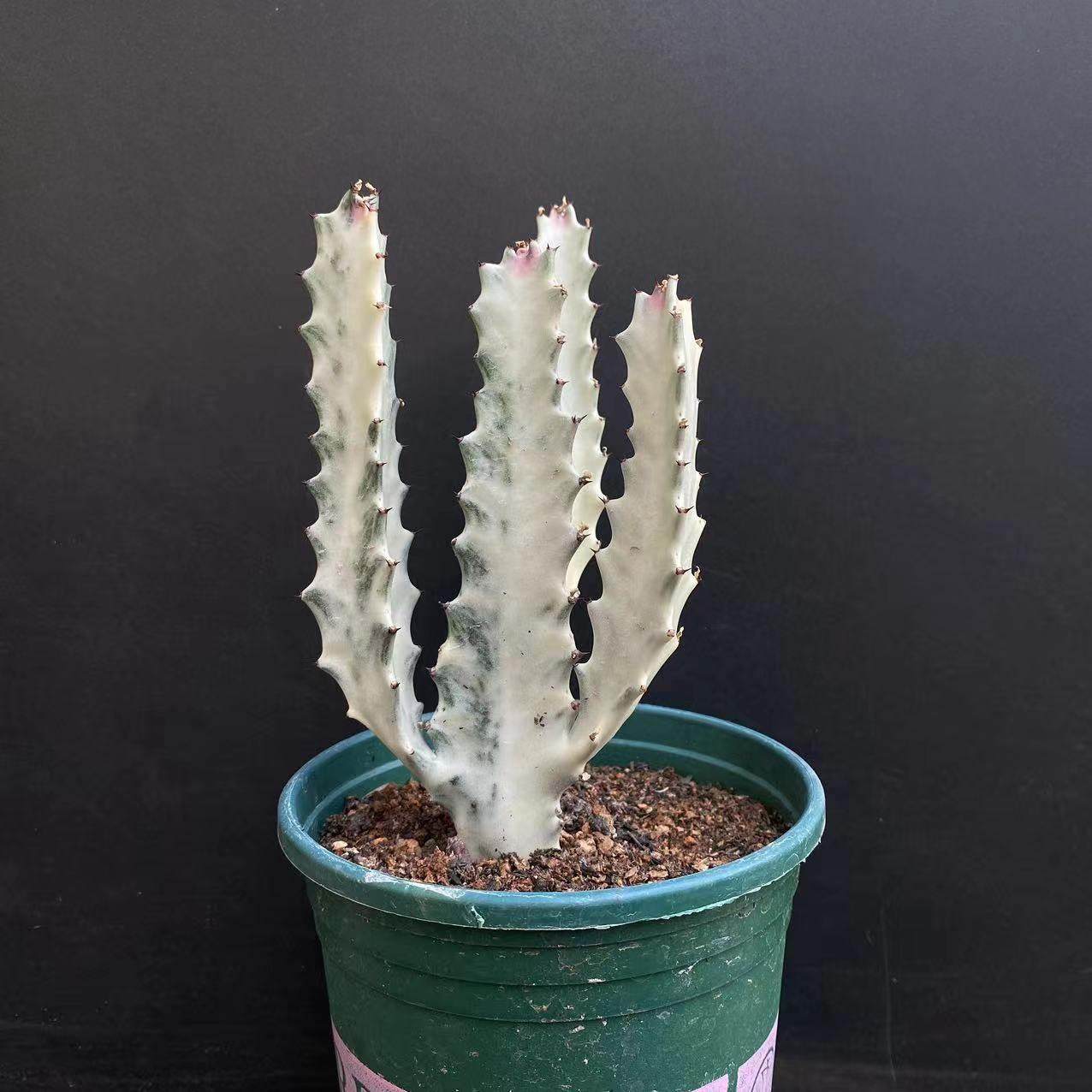 白龙骨仙人柱室内景观造型独特趣味美观多肉植物组合盆栽仙人掌,淘宝优惠券,粉丝福利购,淘宝优惠卷