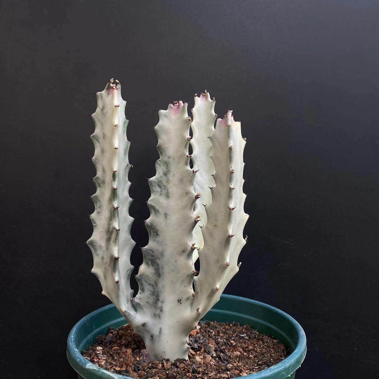 白龙骨仙人柱室内景观造型独特趣味美观多肉植物组合盆栽仙人掌,淘宝优惠券,粉丝福利购,淘宝优惠卷