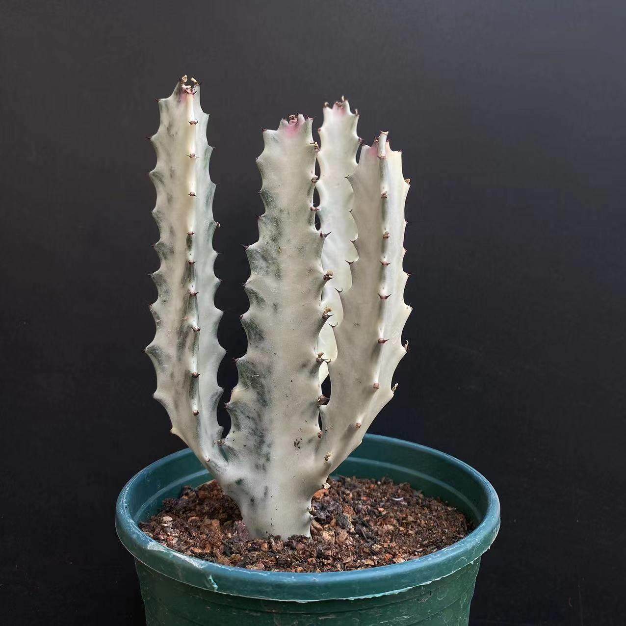 白龙骨仙人柱室内景观造型独特趣味美观多肉植物组合盆栽仙人掌,淘宝优惠券,粉丝福利购,淘宝优惠卷