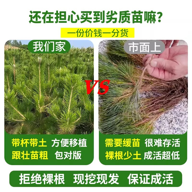 黑松苗松树树苗庭院道路园林盆栽优质松树苗小苗绿化树苗四季常青,淘宝优惠券,粉丝福利购,淘宝优惠卷