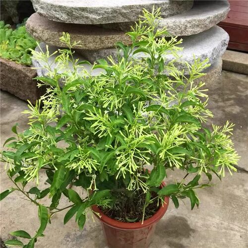 夜来香花树苗九里香夜来香盆栽花卉植物室内驱蚊花苗浓香四季多花 - 图0