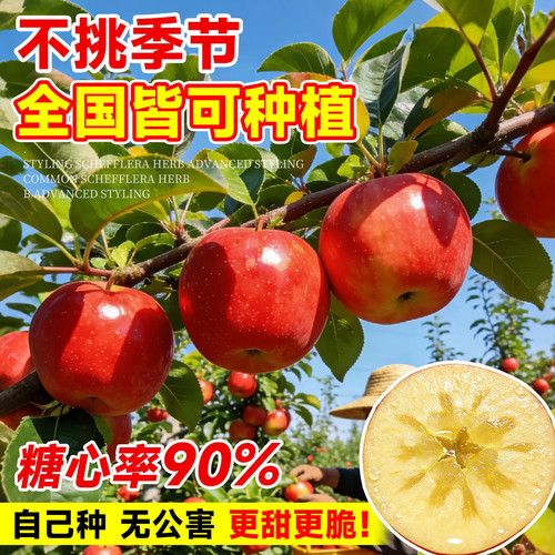 苹果树果苗特大红富士冰糖心果树苗庭院盆栽地栽当年结果特大包活 - 图2
