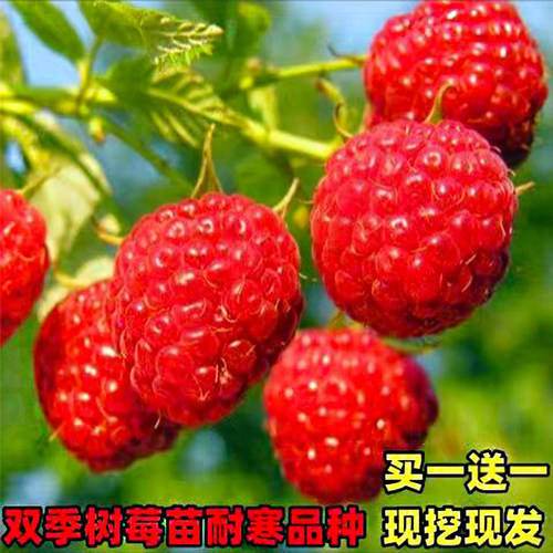 树莓苗双季覆盆子果树苗盆栽地栽南北方种植当年结果红黄黑树莓苗 - 图1