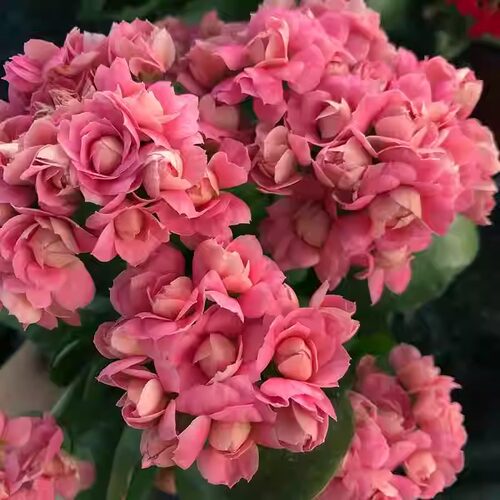 长寿花盆栽重瓣金狐狸大花带花苞花苗四季室内多花好养的花卉植物 - 图1