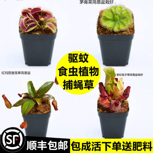 捕蝇草盆栽超大扑蝇草猪笼草茅膏菜食虫草捕虫草驱蚊室内桌面好养 - 图0