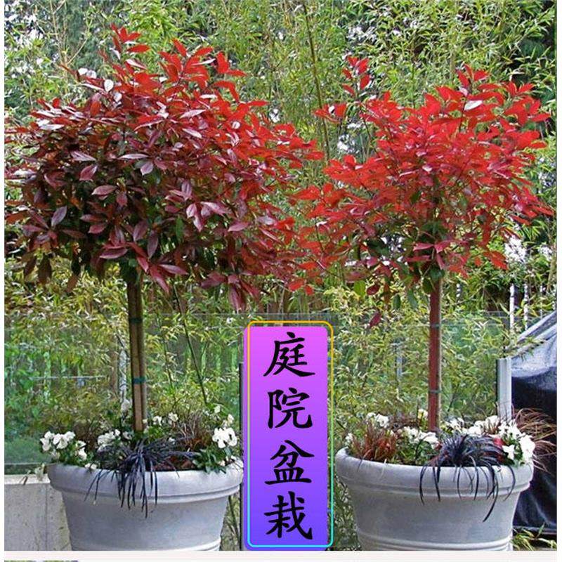 红叶石楠树苗四季庭院绿化苗木石楠球火焰红小苗红花继木球形盆栽,淘宝优惠券,粉丝福利购,淘宝优惠卷