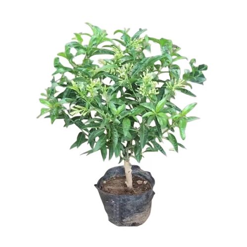 夜来香花树苗九里香夜来香盆栽花卉植物室内驱蚊花苗浓香四季多花 - 图3