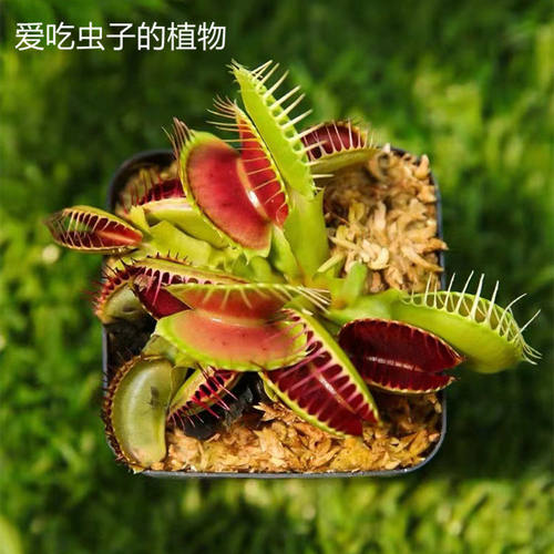捕蝇草盆栽超大扑蝇草猪笼草茅膏菜食虫草捕虫草驱蚊室内桌面好养 - 图1