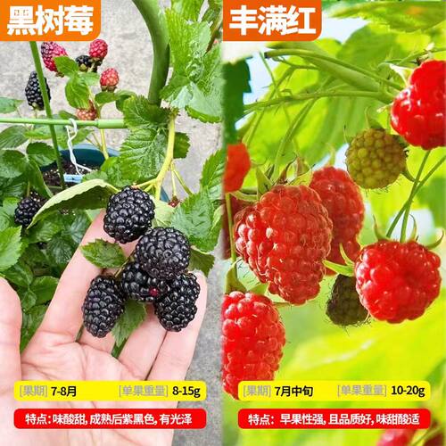 树莓苗双季覆盆子果树苗盆栽地栽南北方种植当年结果红黄黑树莓苗 - 图3