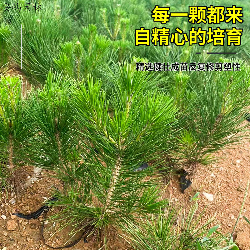 黑松苗松树树苗庭院道路园林盆栽优质松树苗小苗绿化树苗四季常青,淘宝优惠券,粉丝福利购,淘宝优惠卷