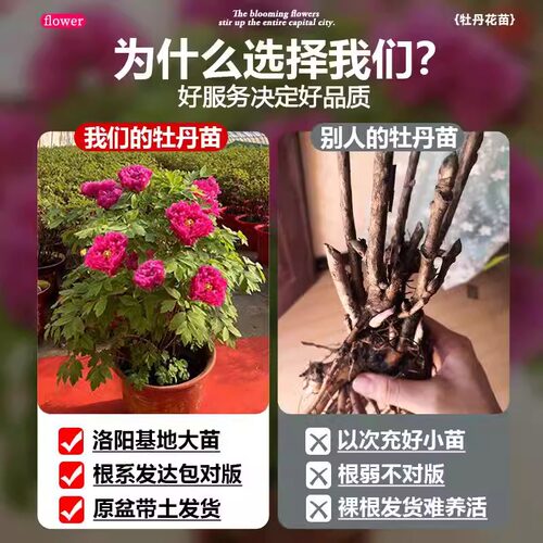 牡丹花大苗盆栽洛阳正宗老桩庭院室内外花种四季重瓣牡丹树苗 - 图0