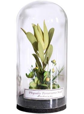 植物永恒的礼物花园斯堪的纳维亚干花家玻璃盖标本展示珠宝研究装