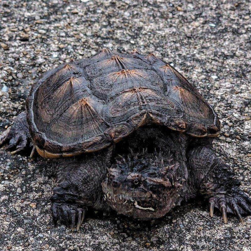 鳄龟北美小鳄龟鳄龟苗爆刺纯佛凶猛杂佛食用肉龟宠物家养小乌龟,淘宝优惠券,粉丝福利购,淘宝优惠卷