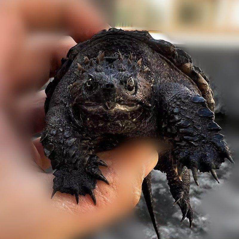 鳄龟北美小鳄龟鳄龟苗爆刺纯佛凶猛杂佛食用肉龟宠物家养小乌龟,淘宝优惠券,粉丝福利购,淘宝优惠卷