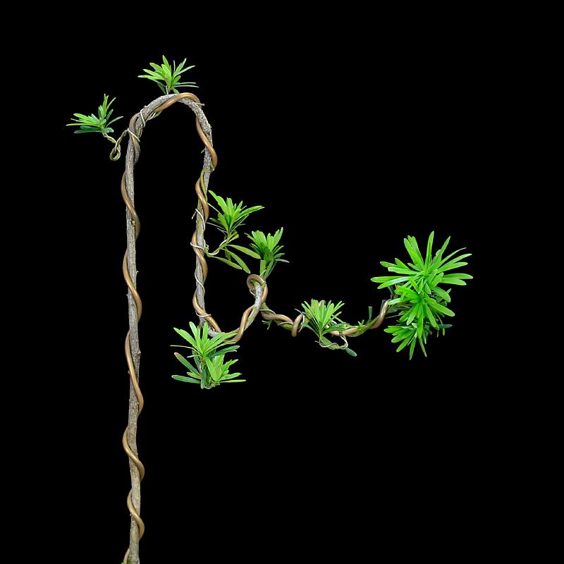 小叶雀舌罗汉松造型文人树盆景植物室内盆栽绿植玄关软装艺术装饰 - 图2