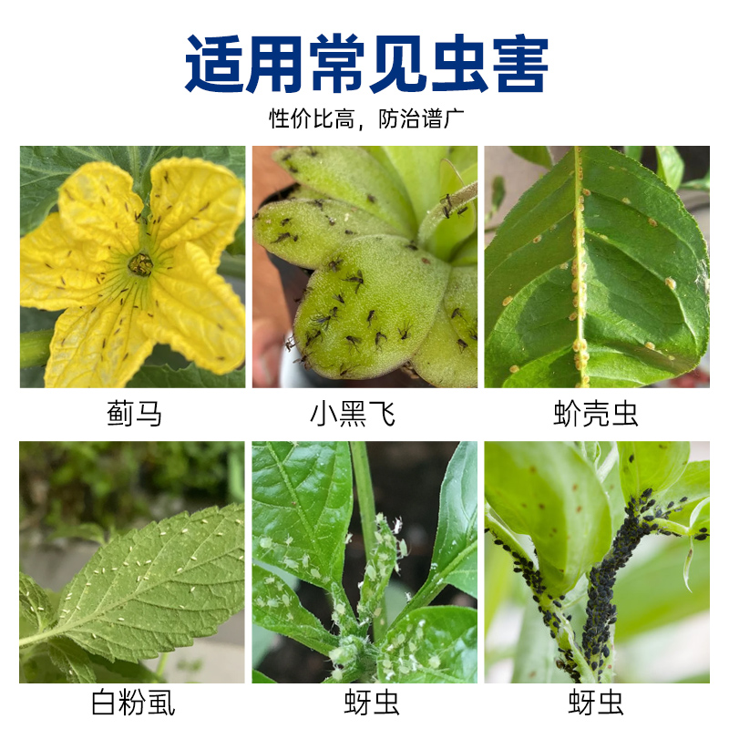 30%联苯噻虫嗪 锐纵菊酯小麦蚜虫黄守瓜跳甲蓟马飞木虱农药杀虫剂