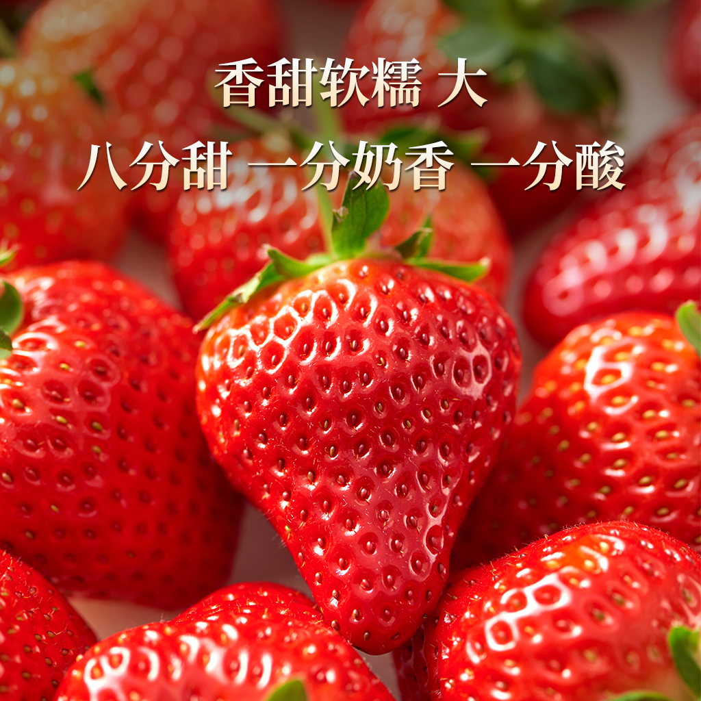 初遇季丹东草莓99红颜九九牛奶奶油大草莓新鲜水果孕妇宝宝放心吃