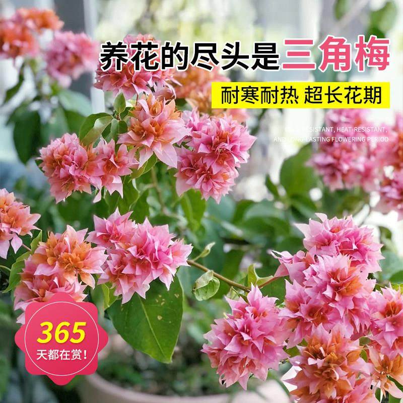 重瓣三角梅盆栽带花老桩爬藤植物四季开 花阳台庭院室内花卉绿植,淘宝优惠券,粉丝福利购,淘宝优惠卷