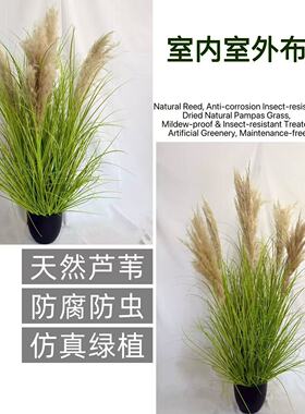 酒店橱窗美陈摆件仿真芦苇草假花露营风搭配布置芦柴绿植芦荀草