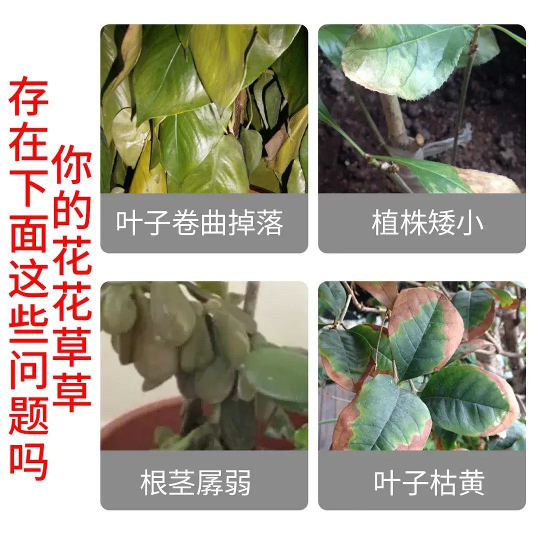 花卉专用肥有机肥月季牡丹花茶花君子兰绿植通用氮磷钾复合肥肥料,淘宝优惠券,粉丝福利购,淘宝优惠卷