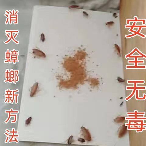 蟑螂贴强力粘灭蟑螂屋家用孕妇婴儿蟑螂板强力粘纸除驱捕捉板神器,淘宝优惠券,粉丝福利购,淘宝优惠卷