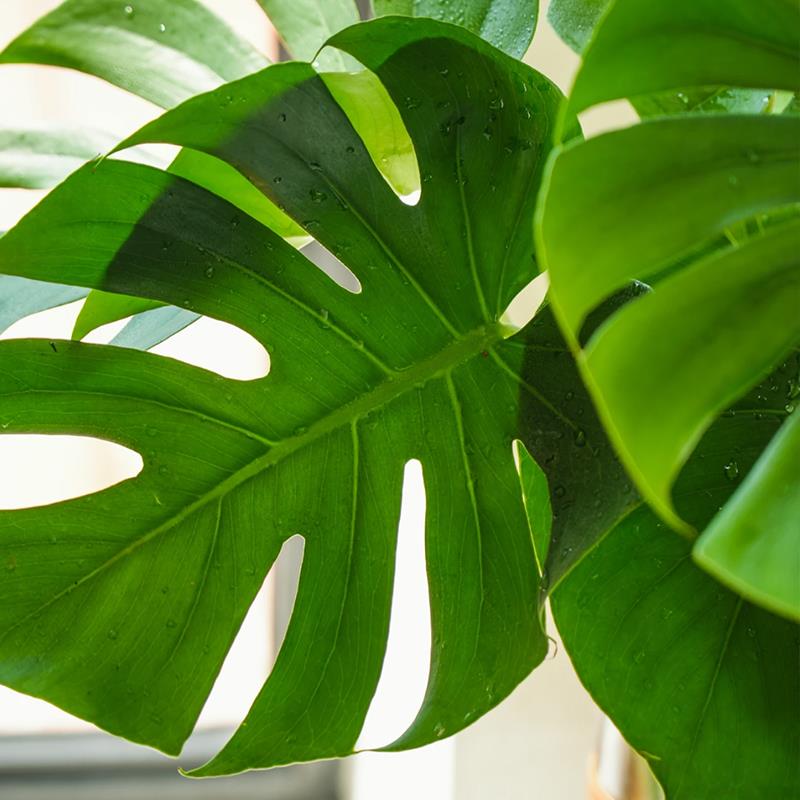 龟背芋水培植物室内大盆栽客厅办公室大叶绿植好养活懒人好养四季 - 图1