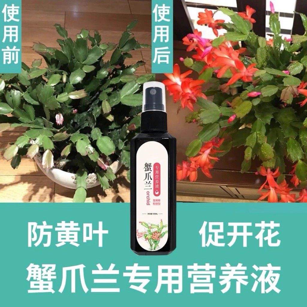 【猛出苞】蟹爪兰催花专用营养液干瘪软烂根壮根不开花催花延花期,淘宝优惠券,粉丝福利购,淘宝优惠卷