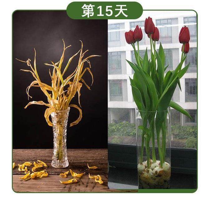 郁金香水培营养液郁金香肥料郁金香营养液改善郁金香黄叶不开花,淘宝优惠券,粉丝福利购,淘宝优惠卷