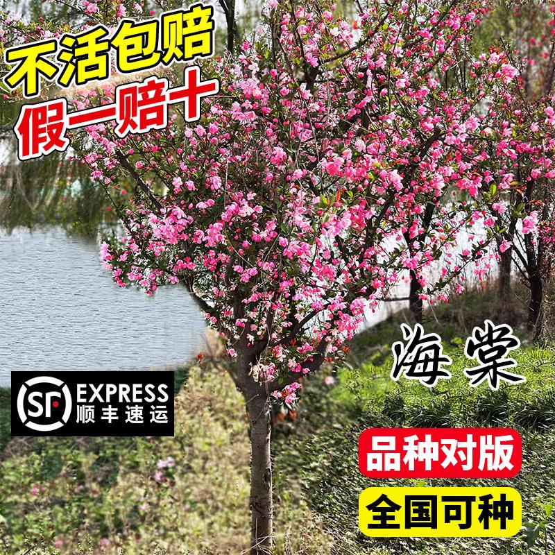 海棠树苗庭院地栽高杆垂丝海棠西府海棠花室外耐寒植物花北美海棠 - 图0