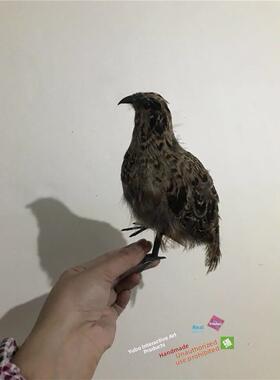 彷真鹌鹑模型园林摆件羽毛动物影视拍摄道具小鸟模型室内鸟笼装饰